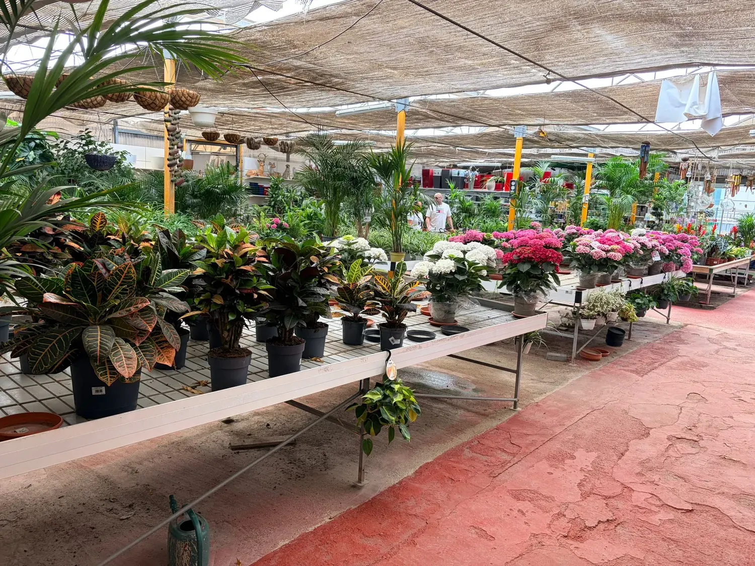 Interior del invernadero del Vivero Rohig con plantas ornamentales y flor de temporada