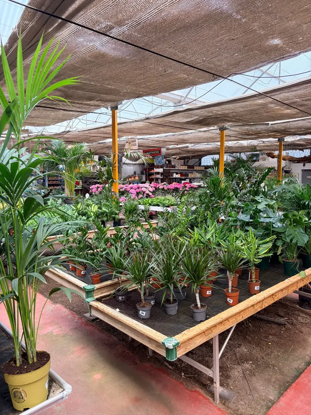 Plantas tropicales de interior en Vivero Rohig — kentias, monsteras y palmeras de salón