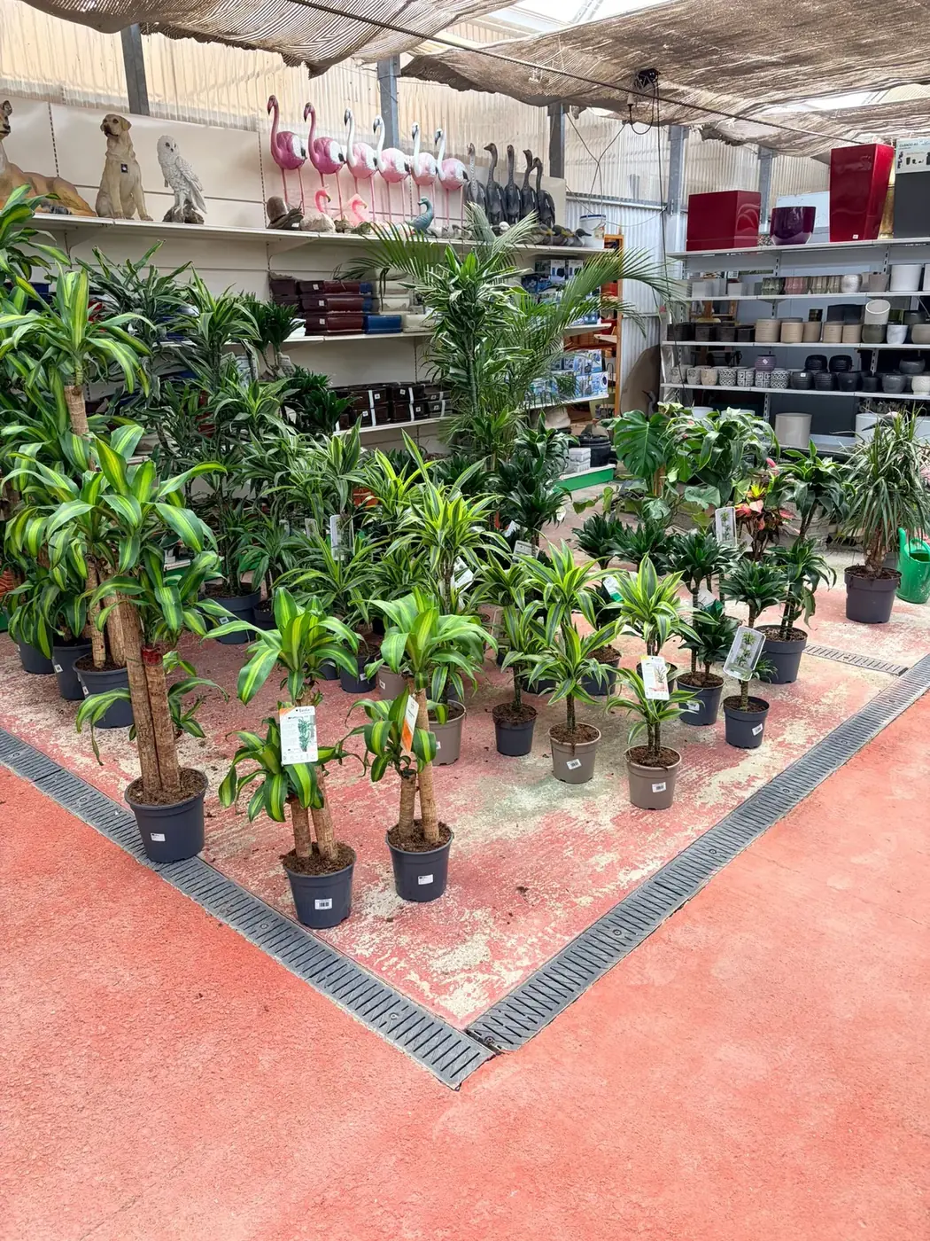 Drácenas Marginata y Fragrans — plantas de interior resistentes en Vivero Rohig