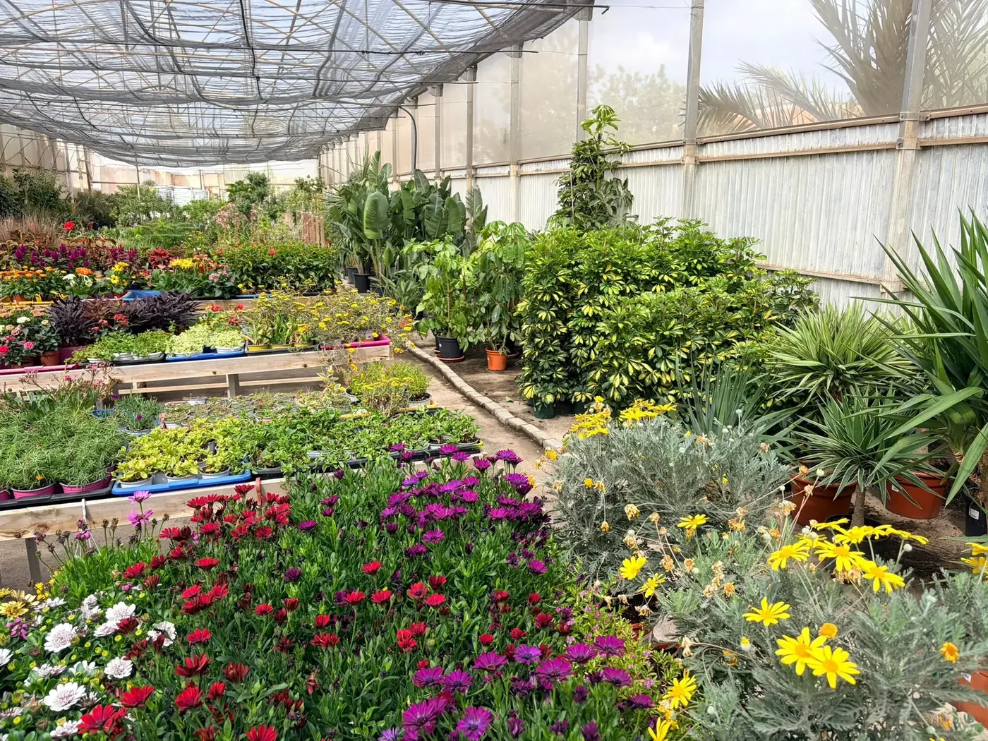 Flor de temporada en Vivero Rohig: dimorfotecas, margaritas y plantas de jardinera