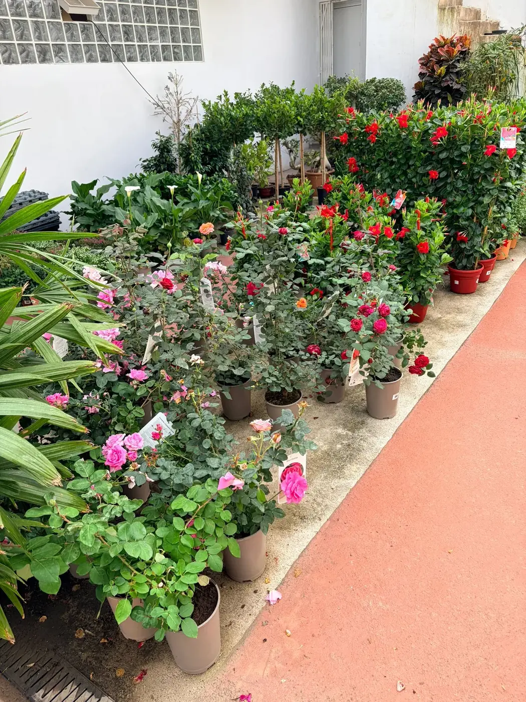 Rosales y Mandevilla en flor — plantas de exterior para jardín mediterráneo, Vivero Rohig
