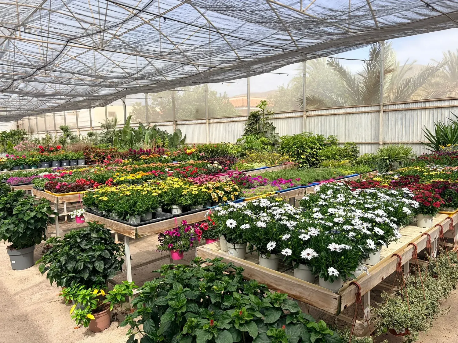 Panorámica del Vivero Rohig con producción propia de plantas y flor de temporada