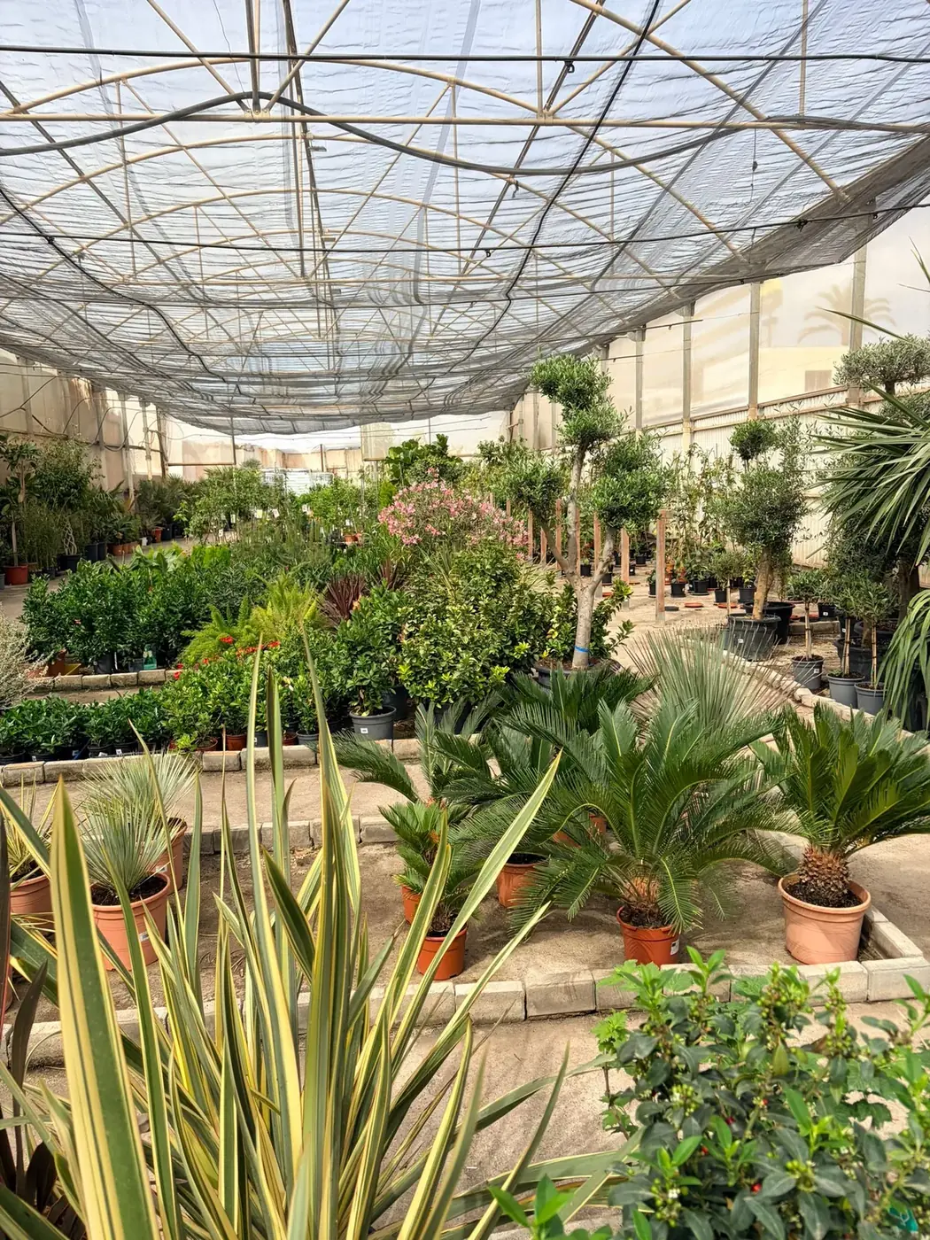 Palmeras, cycas y olivos — plantas de exterior ornamentales en Vivero Rohig, Roquetas