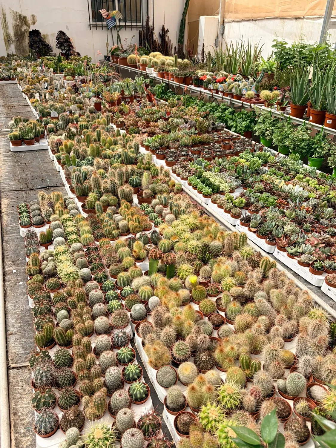 Amplia variedad de cactus mini y suculentas en Vivero Rohig, Almería