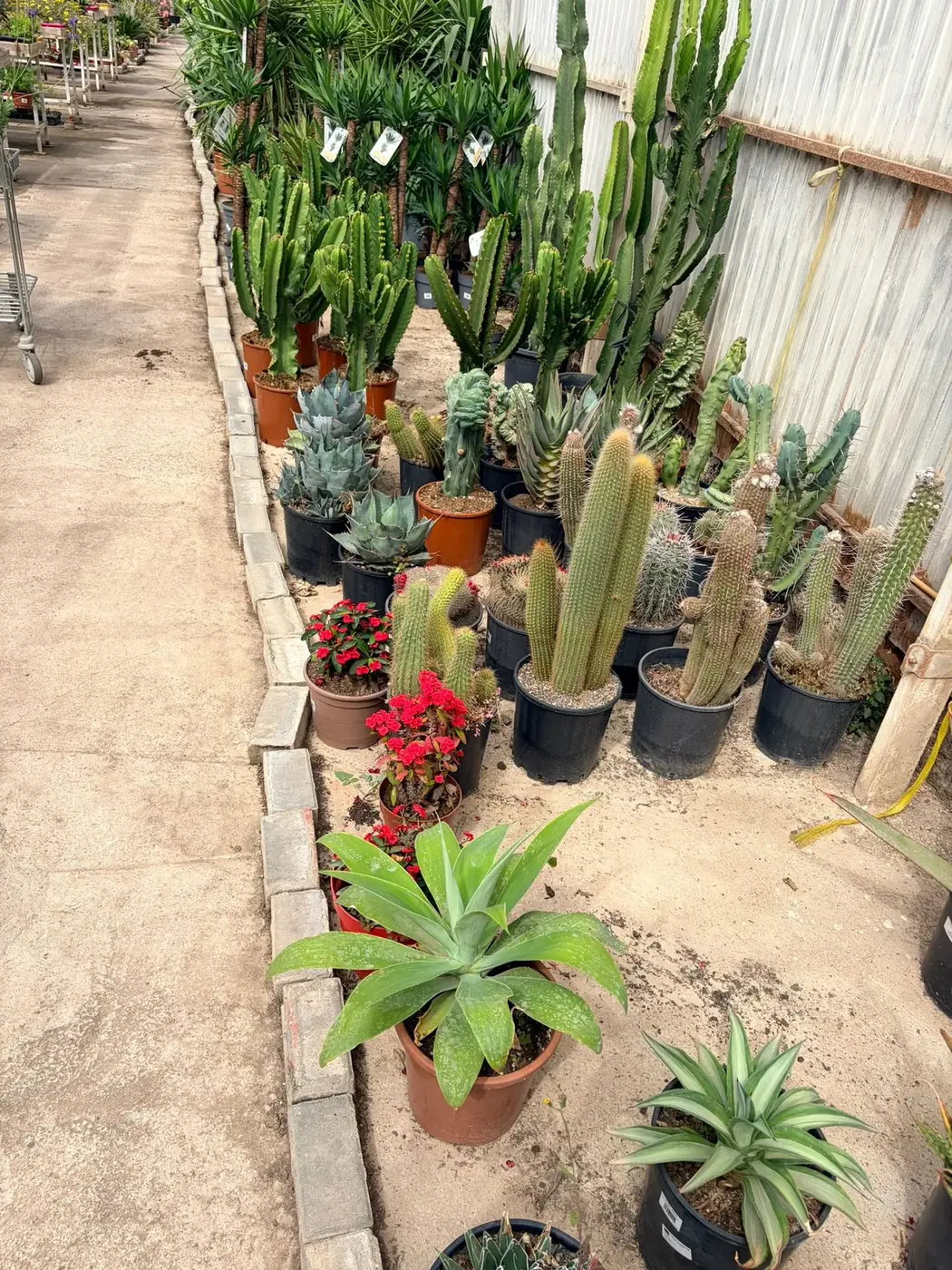 Cactus columnares, euphorbias y agaves para jardín mediterráneo en Vivero Rohig