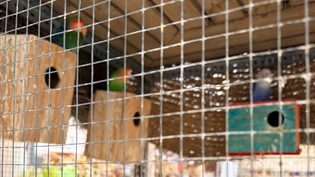 Agapornis del Vivero Rohig — fauna en el vivero familiar de Roquetas de Mar