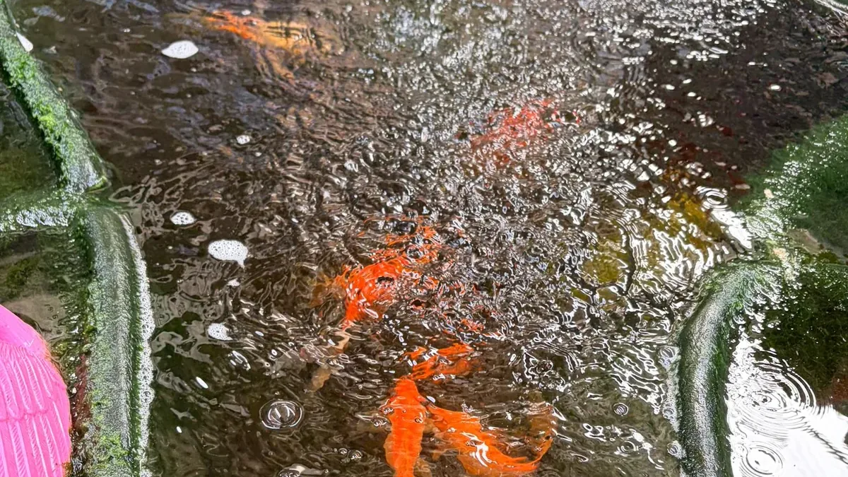 Estanque ornamental con peces Koi nadando en el agua — Vivero Rohig