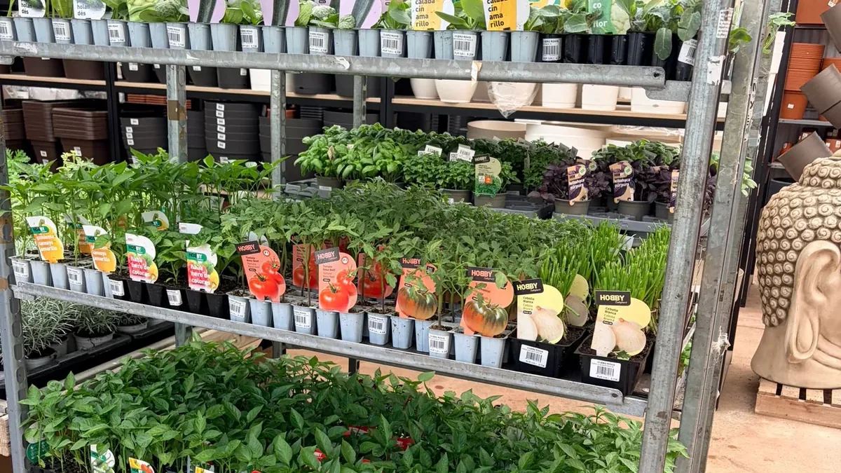 Plantel de huerto en Vivero Rohig: tomate, pimiento, lechuga y aromáticas mediterráneas