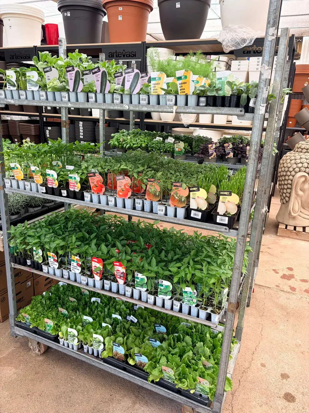 Plantel de huerto: tomate, pimiento, lechuga y aromáticas mediterráneas