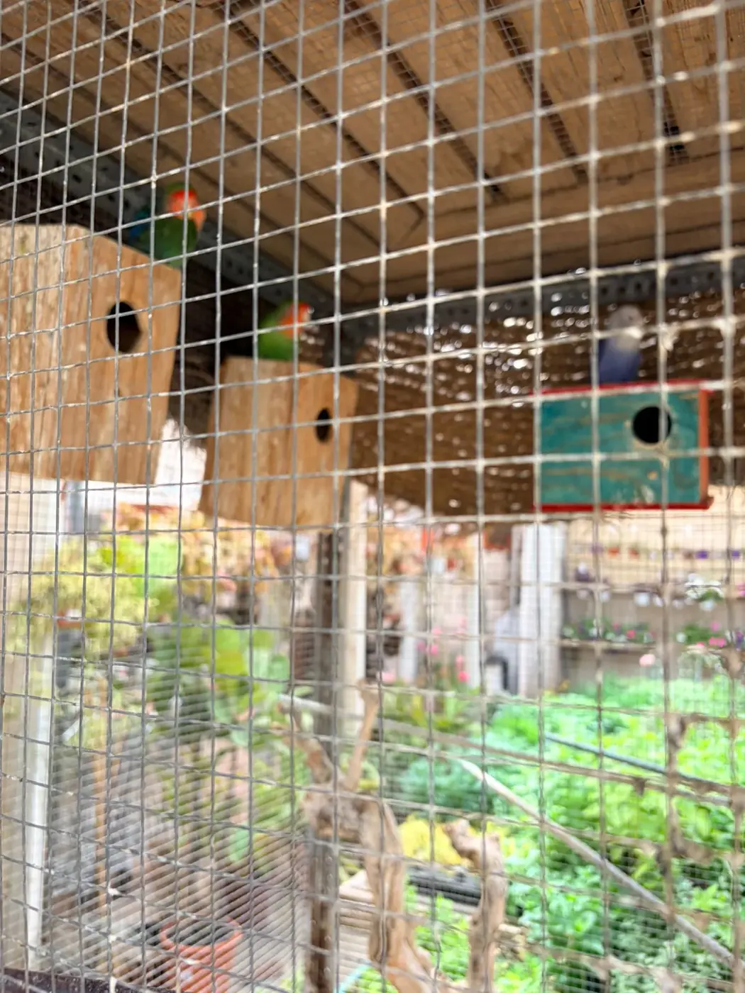 Agapornis del Vivero Rohig — fauna en el vivero familiar de Roquetas de Mar