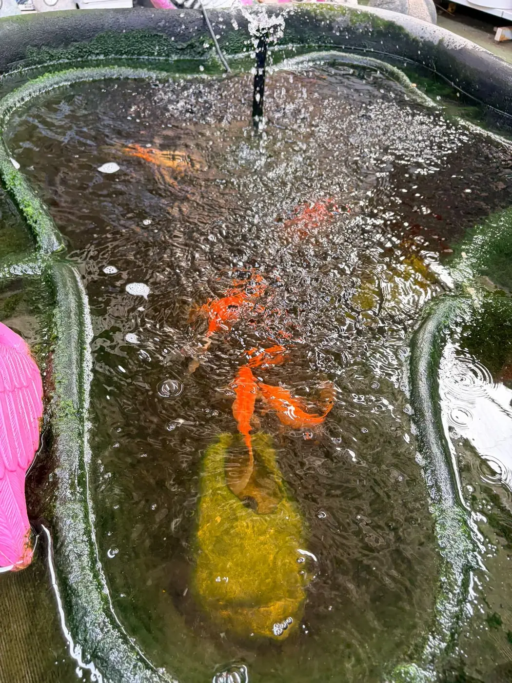 Estanque con carpas Koi en el Jardín Vivero Rohig