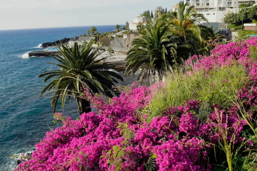Buganvilla y vegetación junto al mar