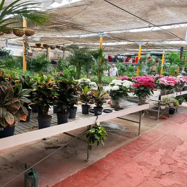 Interior del invernadero del Vivero Rohig con plantas ornamentales y flor de temporada