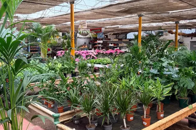 Plantas de interior tropicales en Vivero Rohig: kentias, monsteras y palmeras de salón