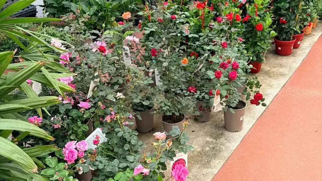 Rosales y Mandevilla en flor — plantas de exterior para jardín mediterráneo, Vivero Rohig