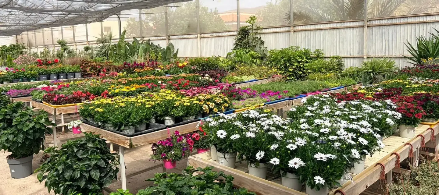 Panorámica del Vivero Rohig con producción propia de plantas y flor de temporada