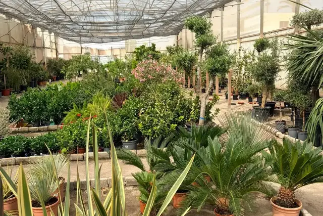 Palmeras, cycas y olivos — plantas de exterior ornamentales en Vivero Rohig, Roquetas