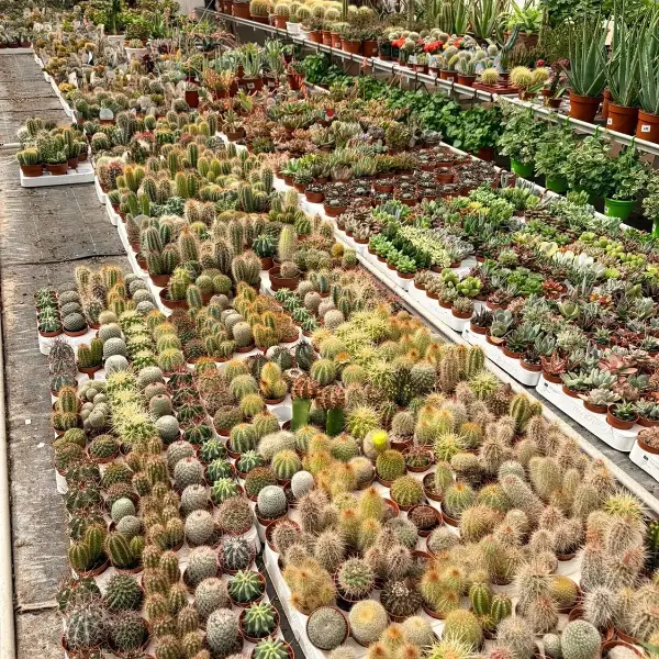 Amplia variedad de cactus mini y suculentas en Vivero Rohig, Almería