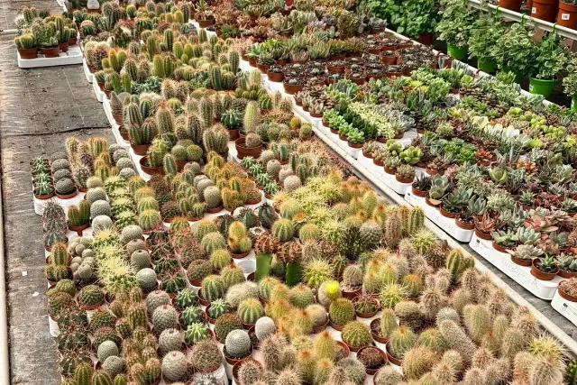Amplia variedad de cactus mini y suculentas en Vivero Rohig, Almería
