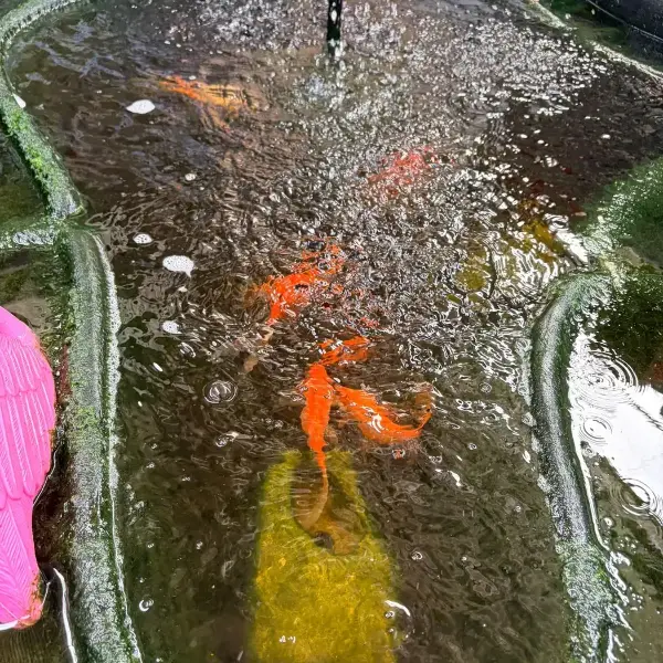 Estanque con carpas Koi en el Jardín Vivero Rohig